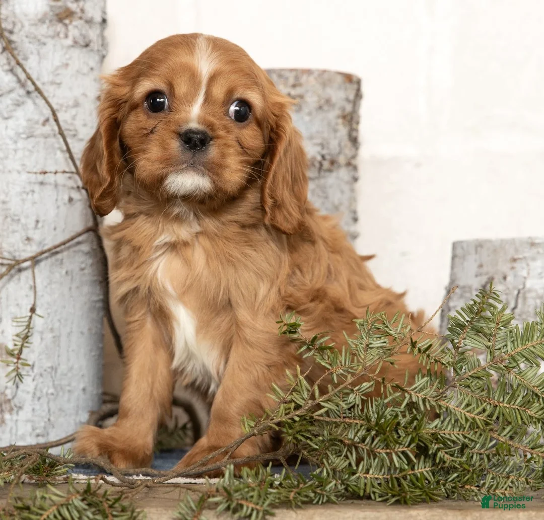 Cavalier King Charles Spaniel dogs for sale: Dash - Ad 9