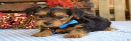 Yorkshire Terrier dogs for sale: Dasher - Ad 7