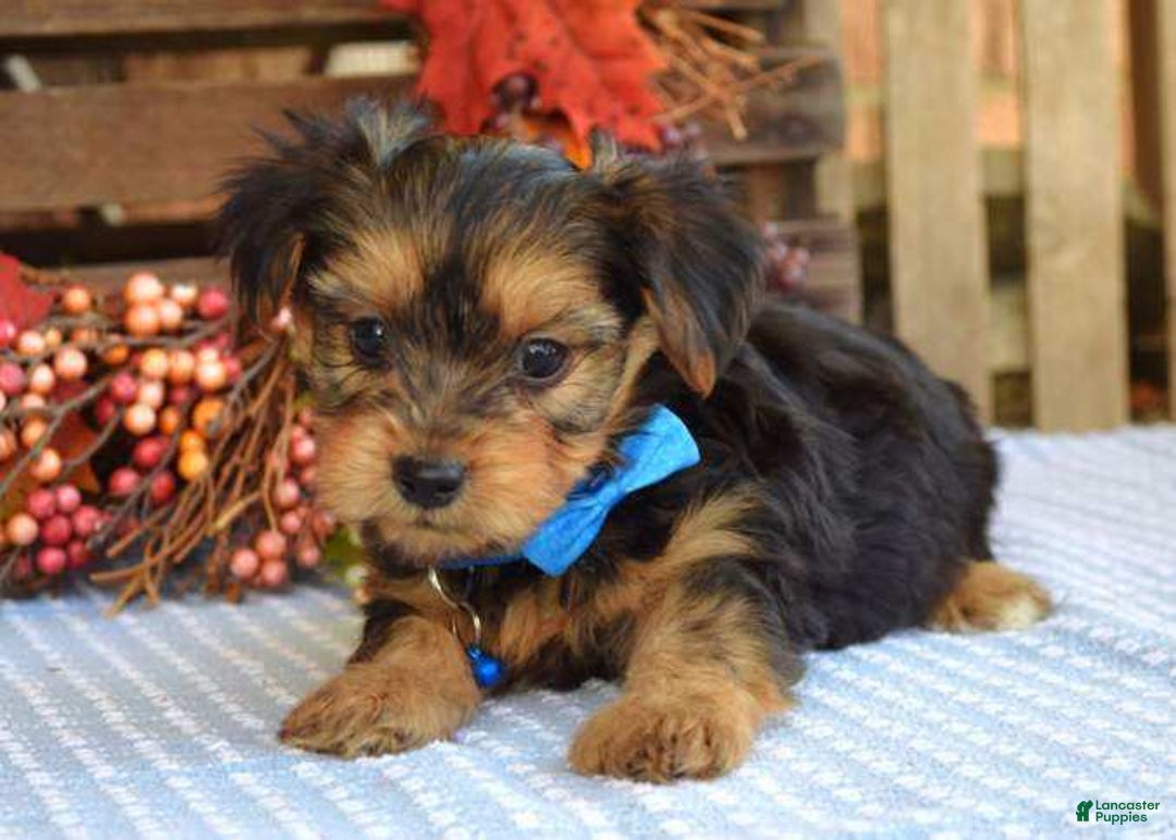 Yorkshire Terrier dogs for sale: Dasher - Ad 7