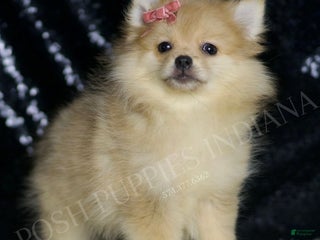 Pomeranian dogs - Ad 30