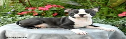 Boston Terrier dogs for sale: Barrett - Ad 5