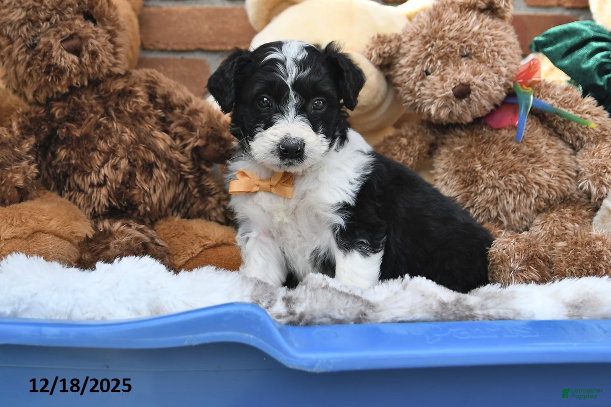 Aussiedoodle dogs Soda Pop - Ad 20