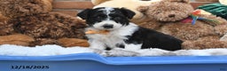 Aussiedoodle dogs for sale: Soda Pop - Ad 1