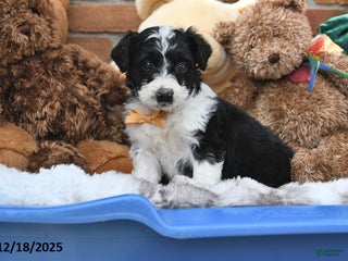 Aussiedoodle dogs Soda Pop - Ad 20