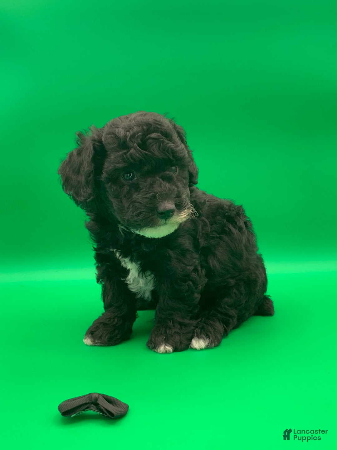 Toy Poodle dogs for sale: Billy - Ad 1