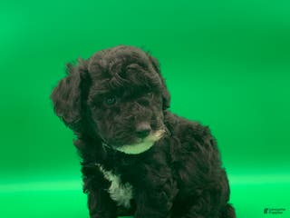 Toy Poodle dogs Billy - Ad 2