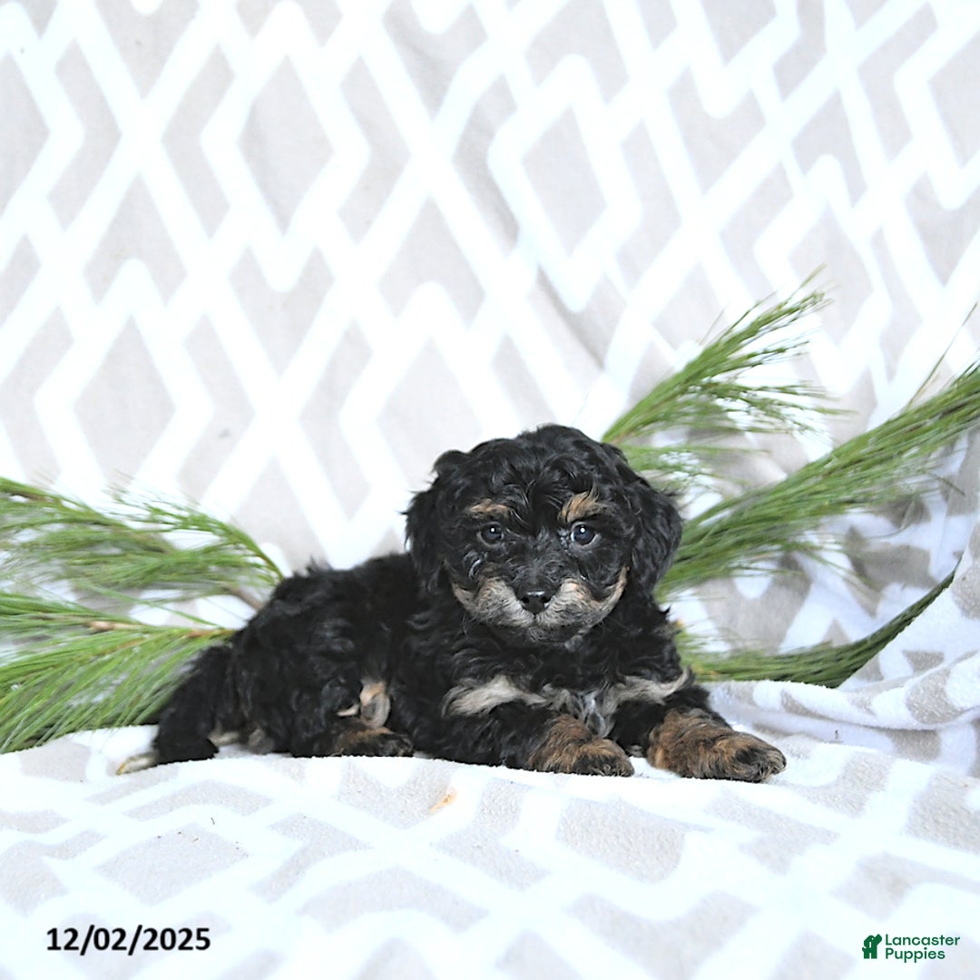 Maltipoo dogs for sale: Jingle  - Ad 4