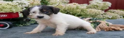 Miniature Schnauzer dogs for sale: Kayla - Ad 2