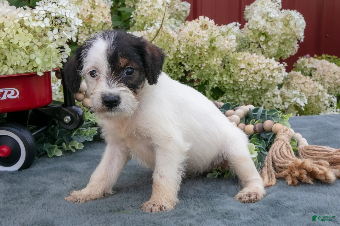 Miniature Schnauzer dogs for sale: Kayla - Ad 2