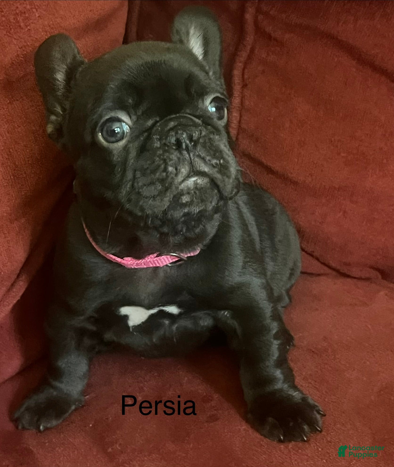 French Bulldog dogs Persia - Ad 20