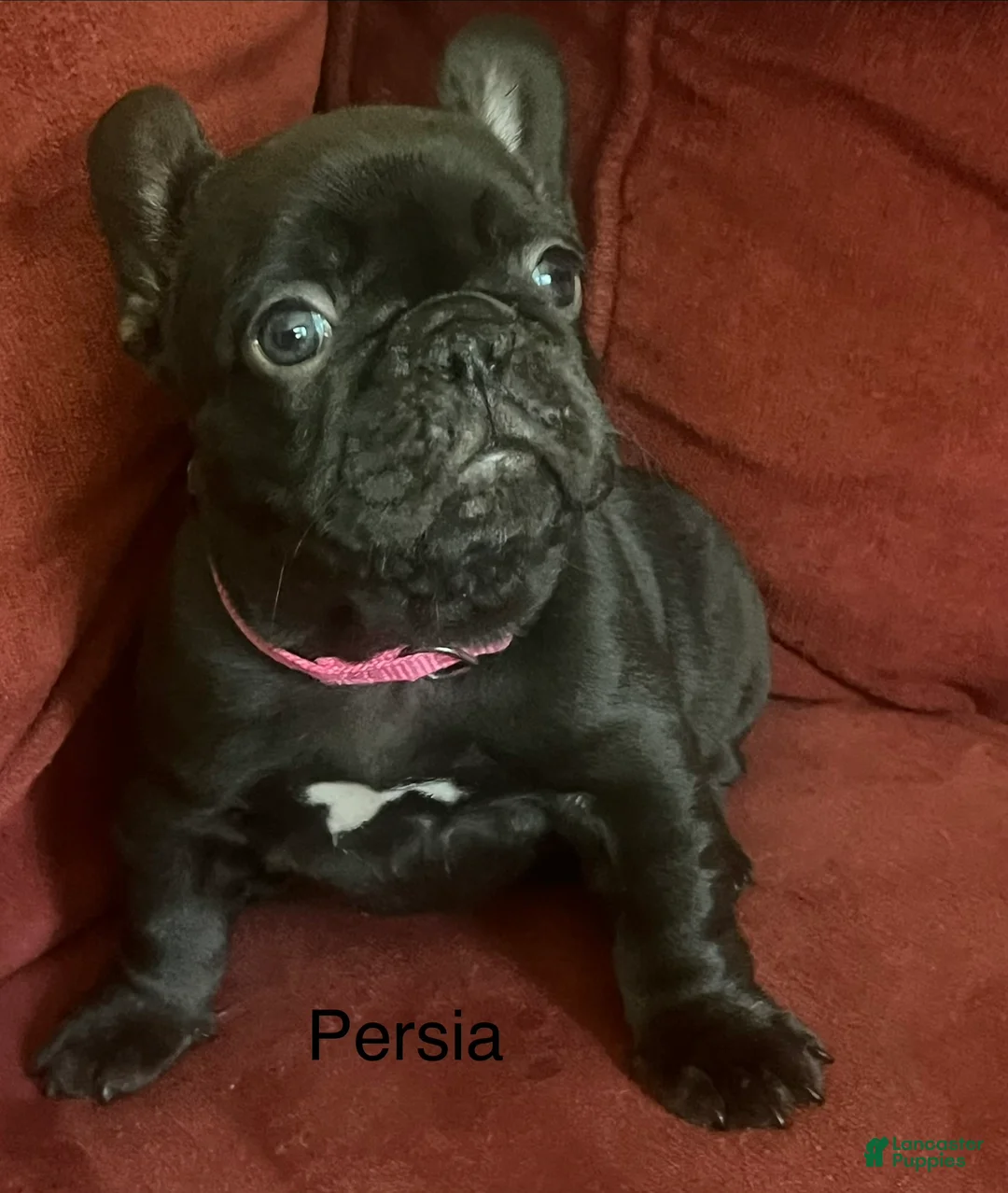 French Bulldog dogs for sale: Persia - Ad 1
