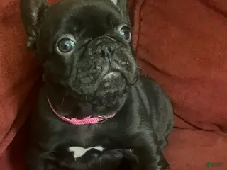 French Bulldog dogs Persia - Ad 33