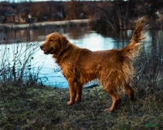 Golden Retriever dogs Rome  - Ad 2