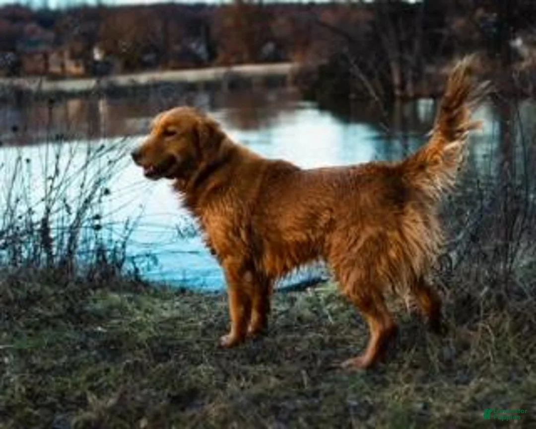 Golden Retriever dogs for sale: Penny - Ad 2
