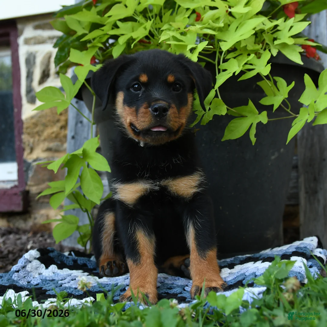 Rottweiler dogs for sale: Journey - Ad 2