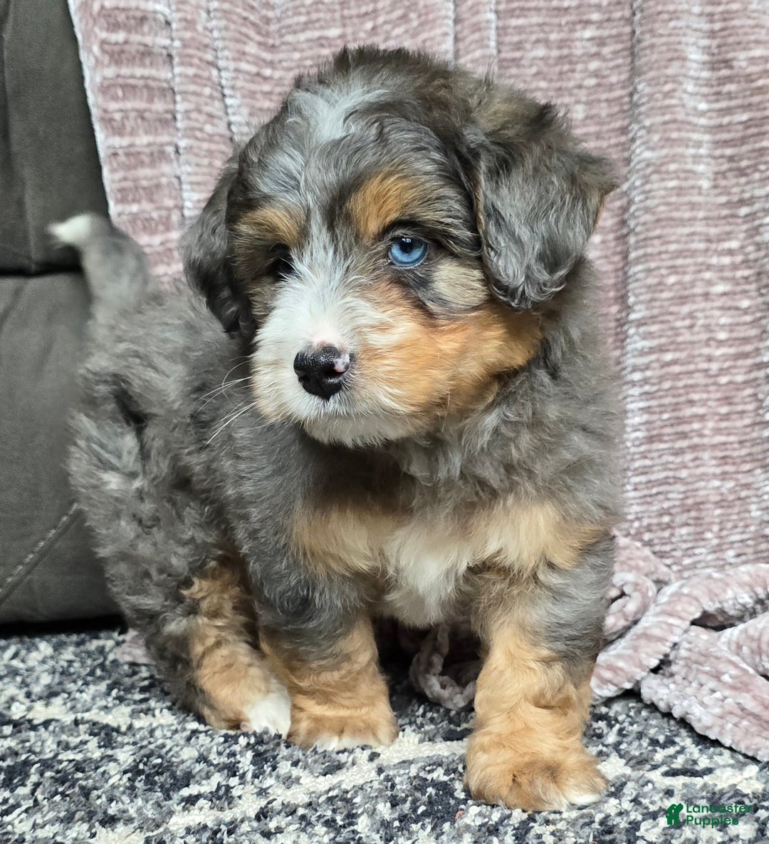 Mini Bernedoodle dogs for sale: Mini Watts - Ad 15