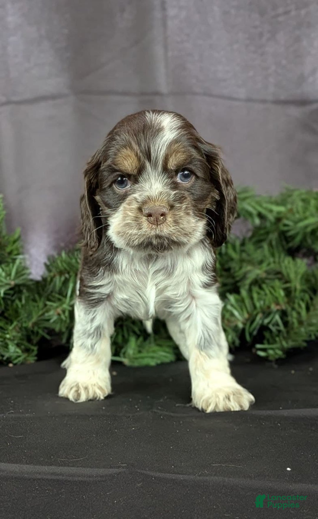 Cocker Spaniel dogs for sale: Vince - Ad 3