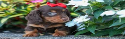 Miniature Dachshund dogs for sale:  Zane 🦴 - Ad 13