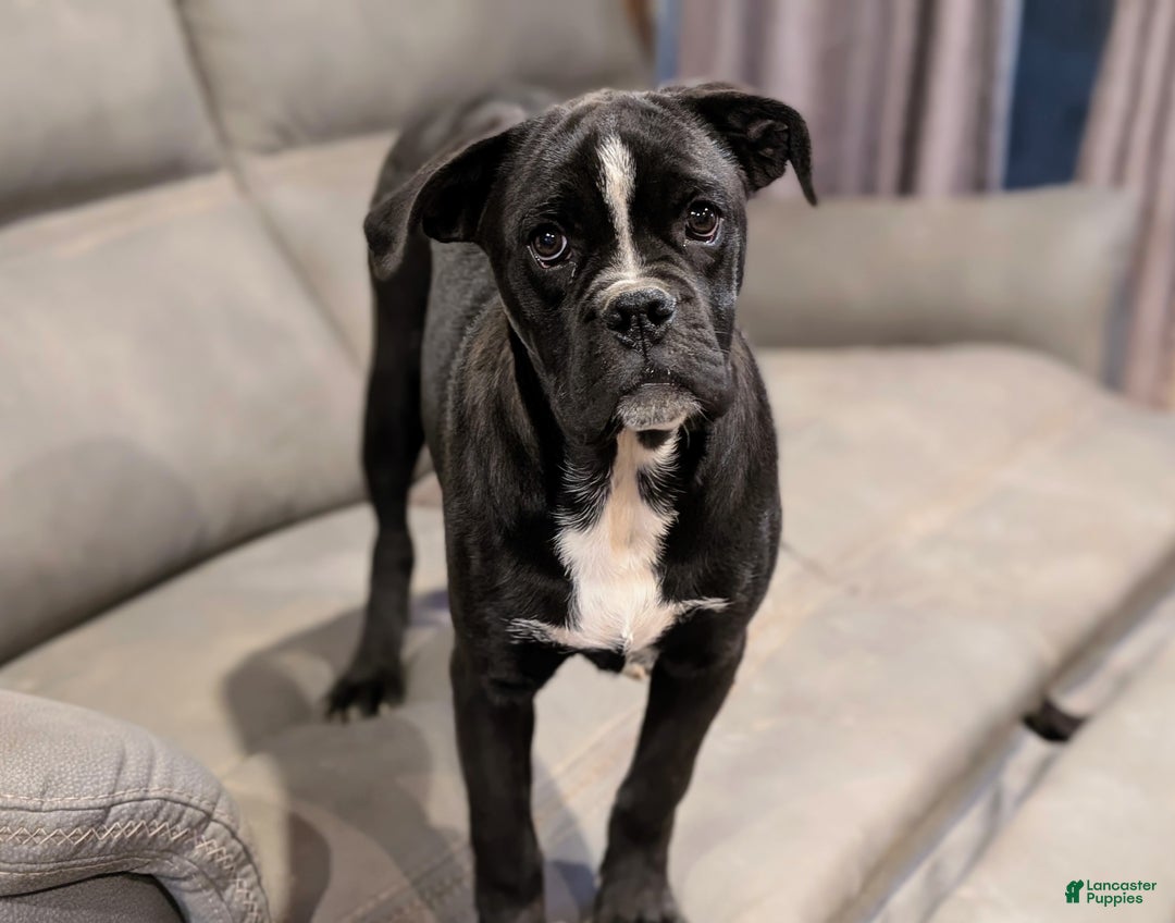 Mixed Breed dogs for sale: Taylor - Ad 2