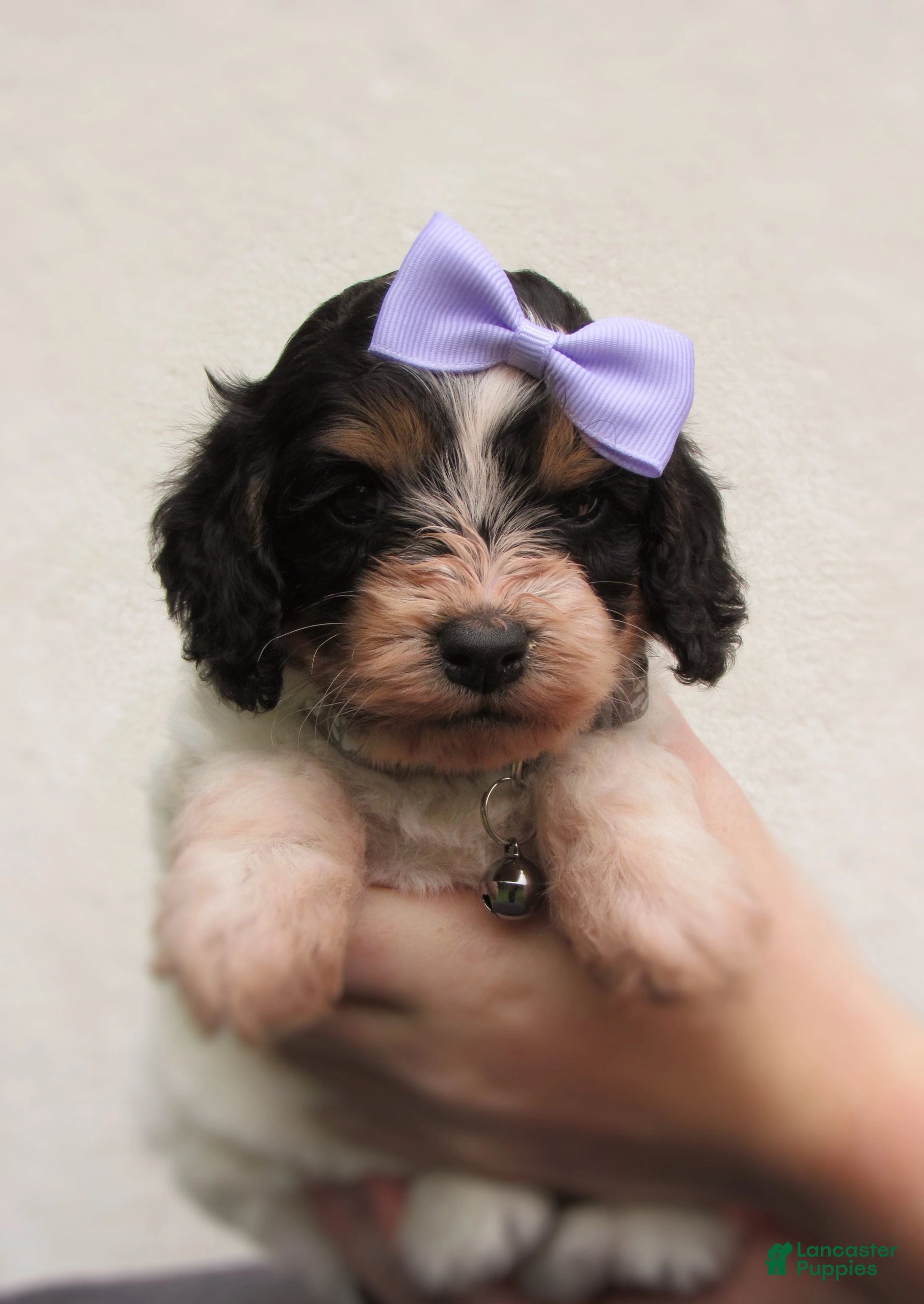 Cockapoo dogs Sadie-Female - Ad 1