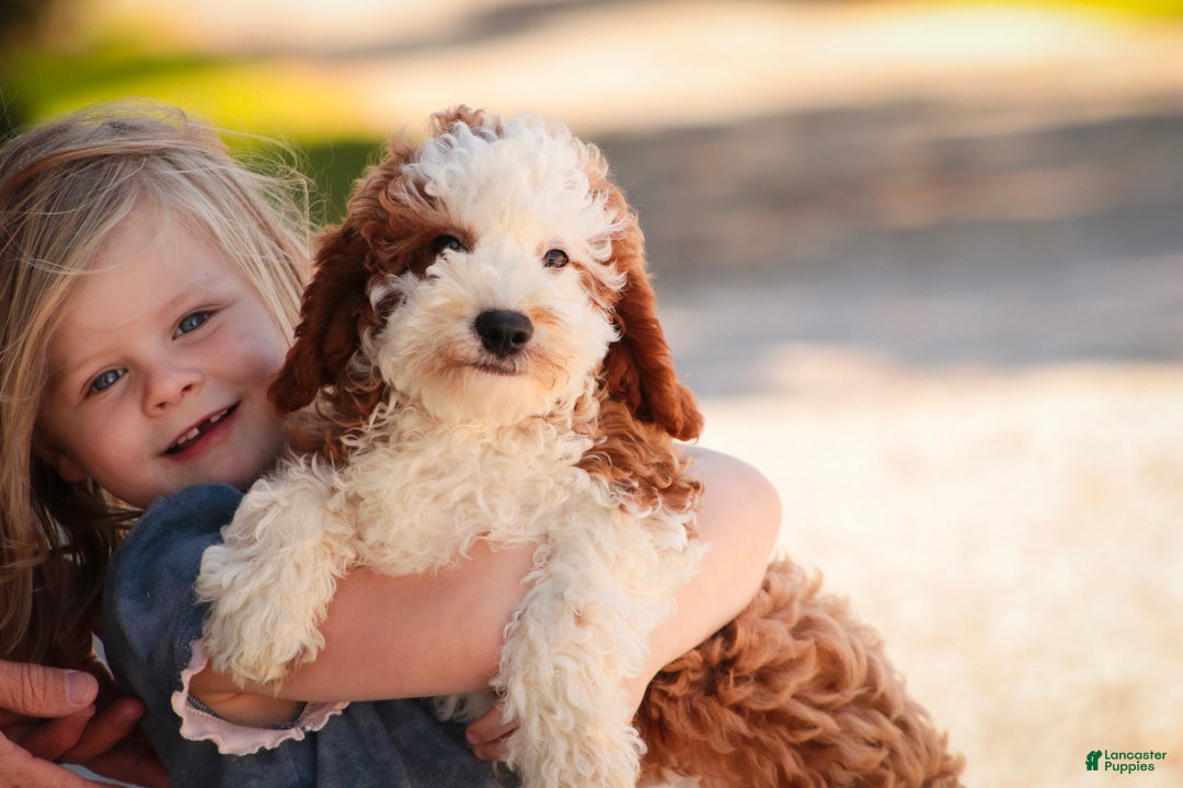 Cavapoo dogs Larry Cavapoo  - Ad 1