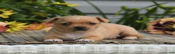 Chihuahua dogs for sale: Willow - Ad 3