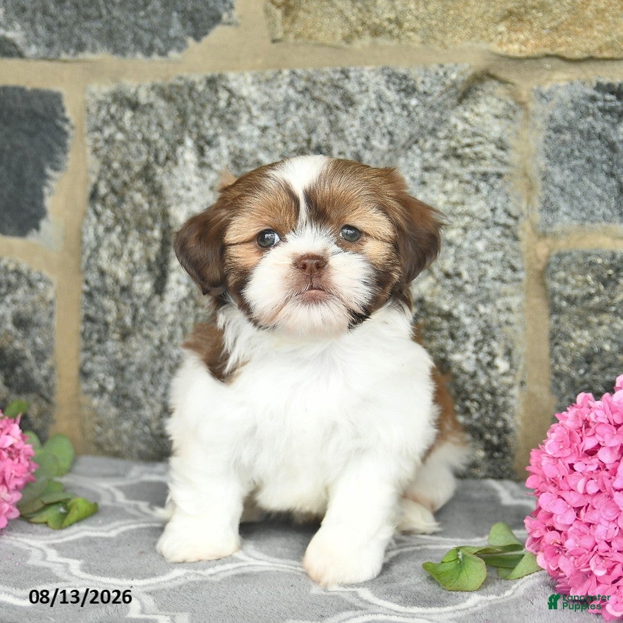 Shih Tzu dogs Hazel  - Ad 1