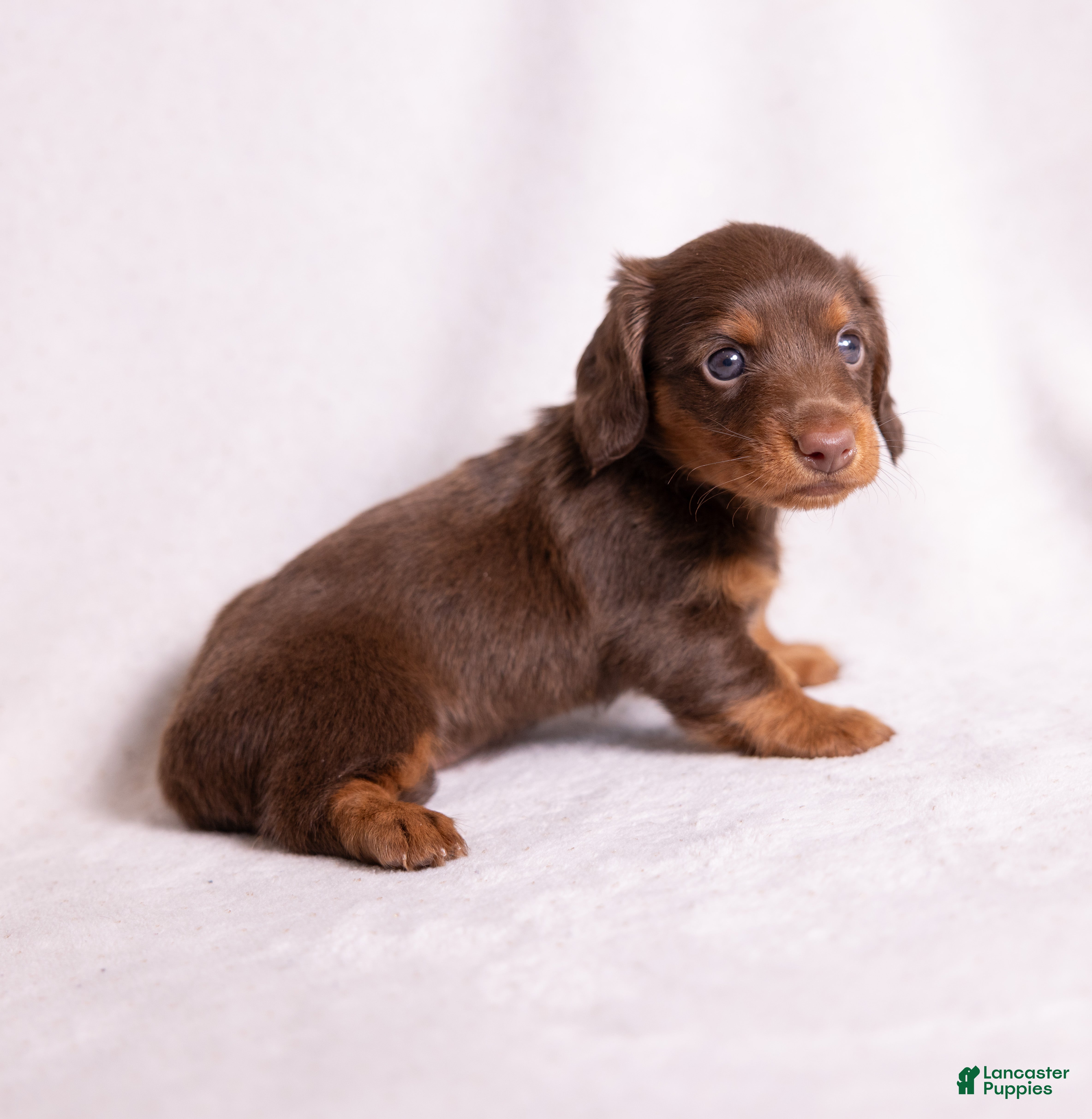 Miniature Dachshund dogs Rosie - Ad 2