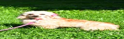 Shihpoo dogs for sale: Robin - Ad 5