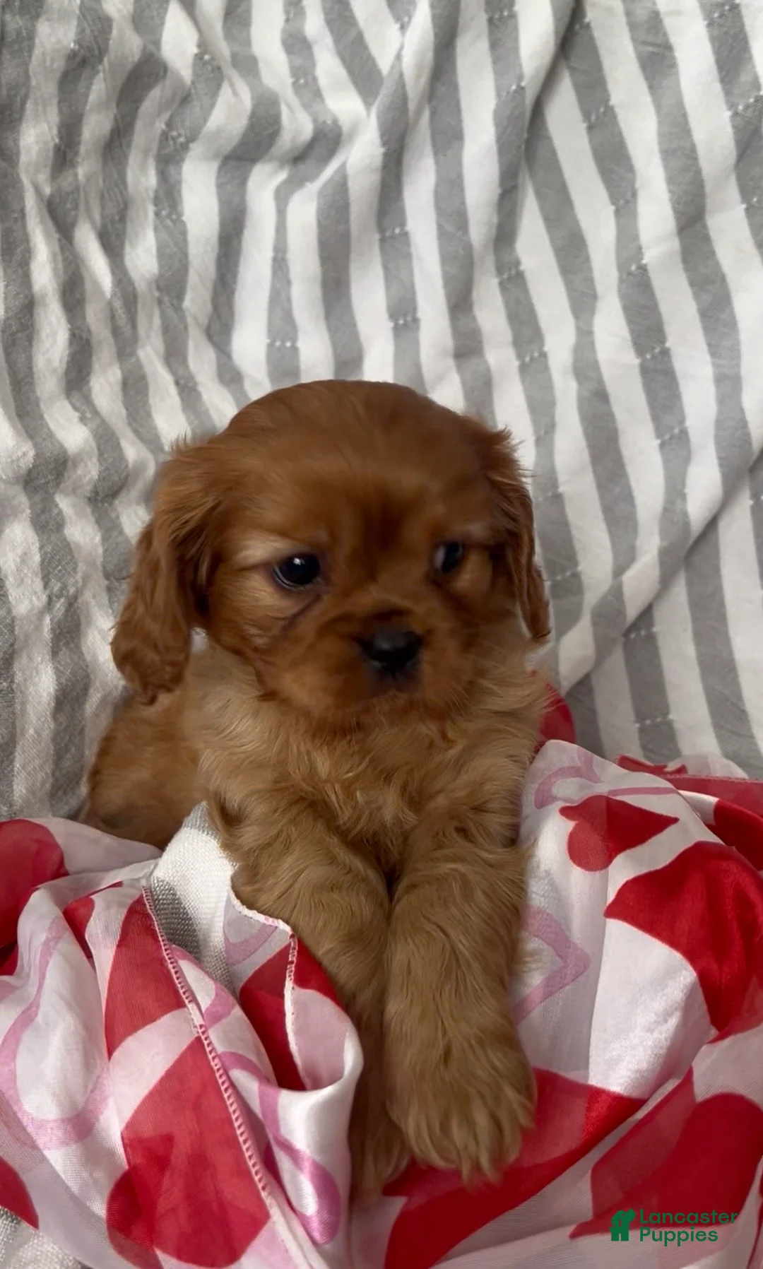 Cavalier King Charles Spaniel dogs for sale: Cavalier King Charles Spaniel Puppy 1 - Ad 4