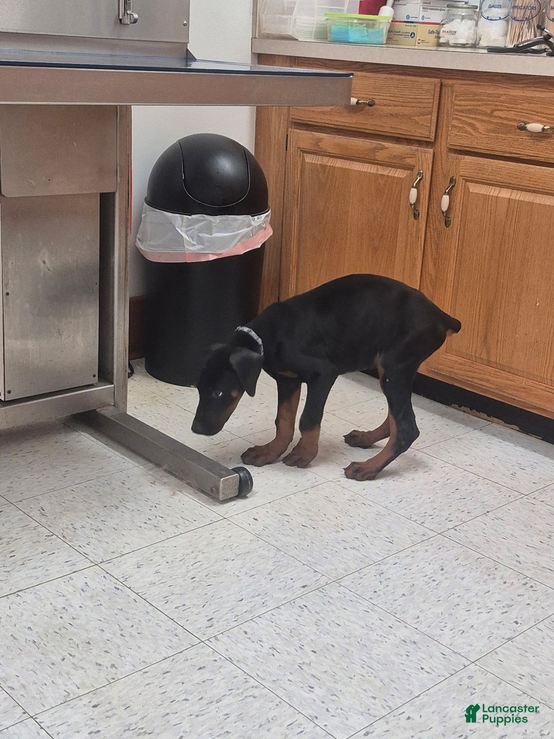 Doberman Pinscher dogs for sale: Pluto - Ad 4