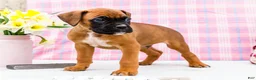 Boxer dogs for sale: Valentine - Ad 7