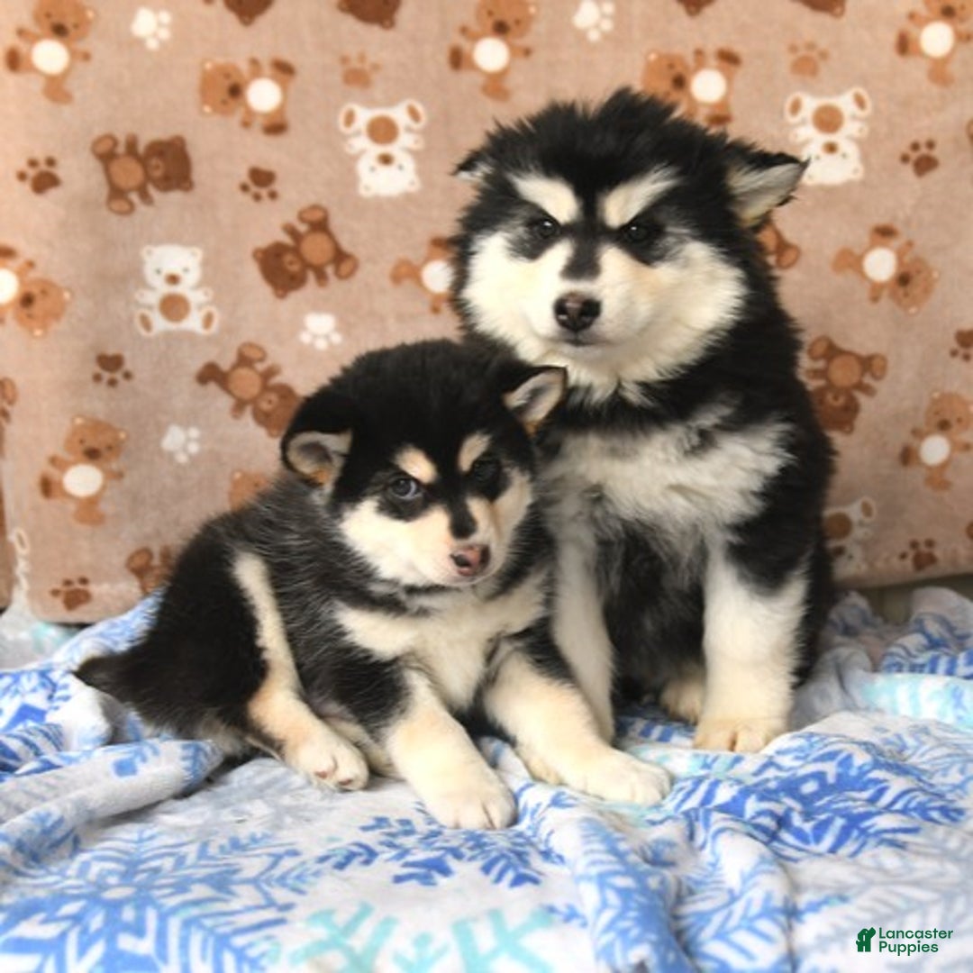 Pomsky dogs for sale: Buttercup - Ad 3