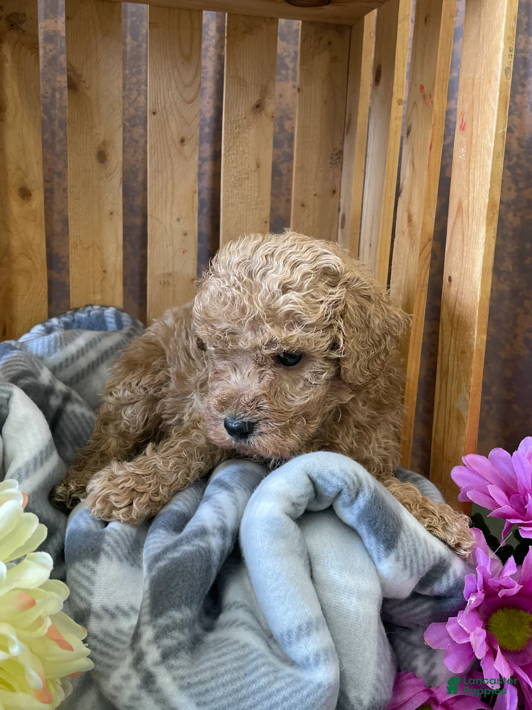 Labradoodle dogs for sale: Larry - Ad 2