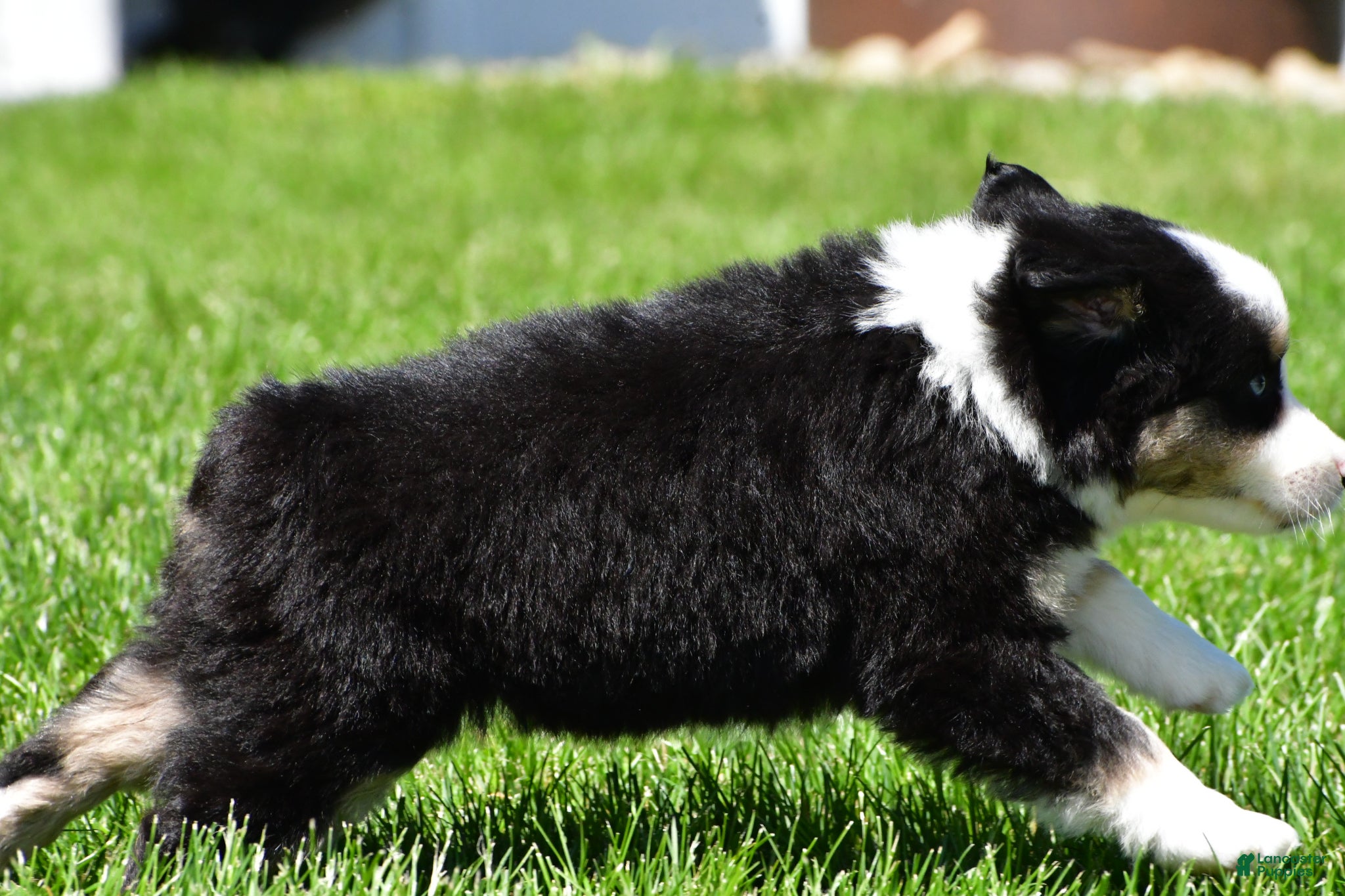Miniature Australian Shepherd dogs for sale: Connie - Ad 8