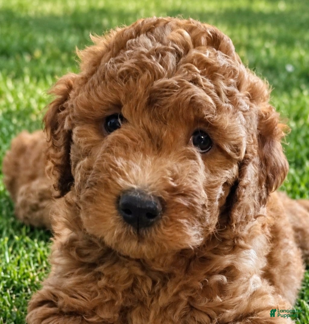 Goldendoodle dogs Yellow collar girl - Ad 12