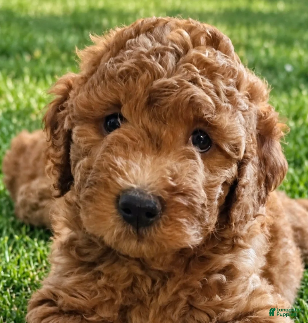Goldendoodle dogs for sale: Yellow collar girl - Ad 1