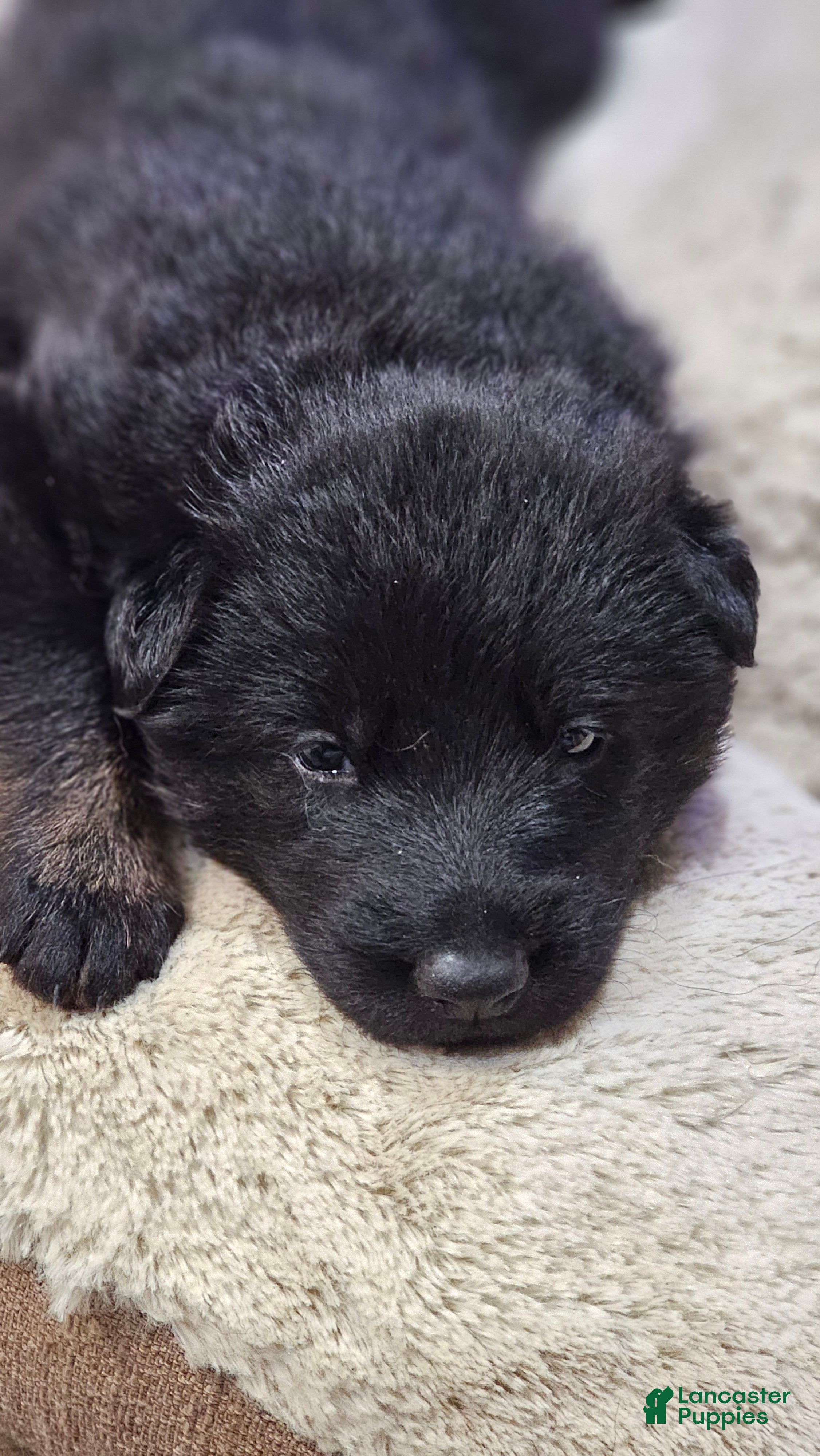 German Shepherd dogs German Shepherd Puppy 3 - Ad 13