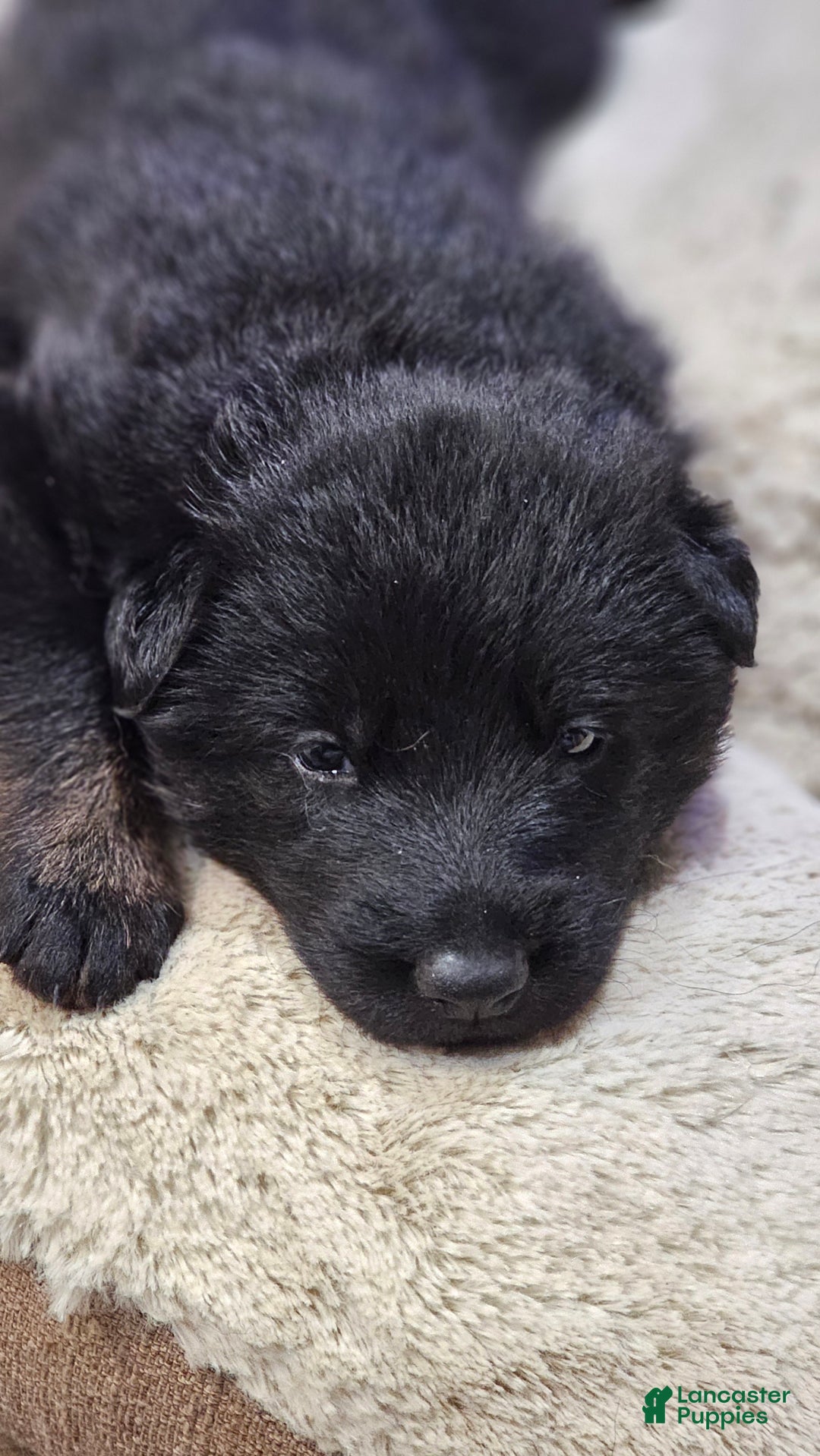 German Shepherd dogs for sale: German Shepherd Puppy 3 - Ad 1