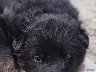 German Shepherd dogs German Shepherd Puppy 3 - Ad 15