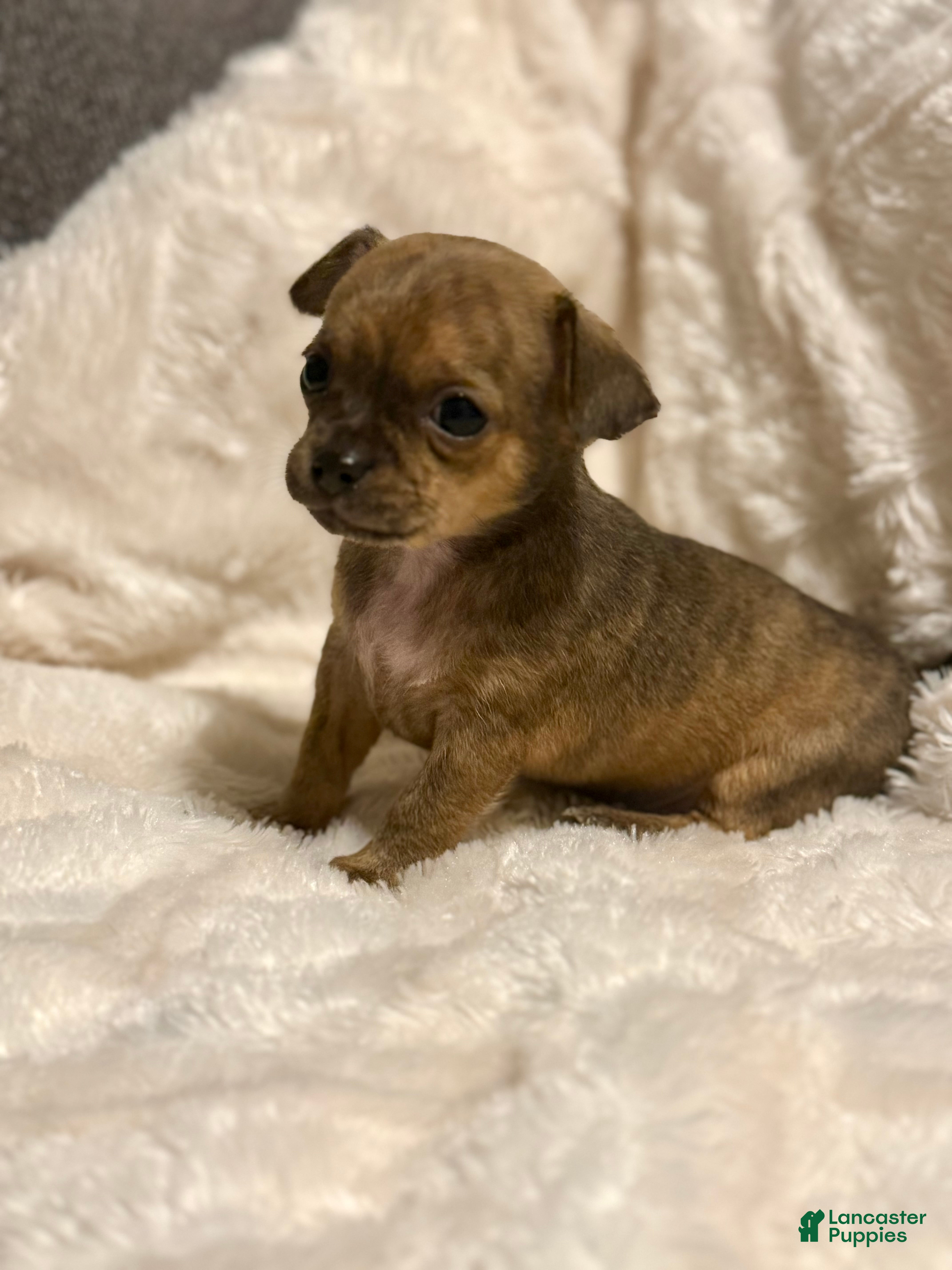 Chihuahua dogs WallE - Ad 1
