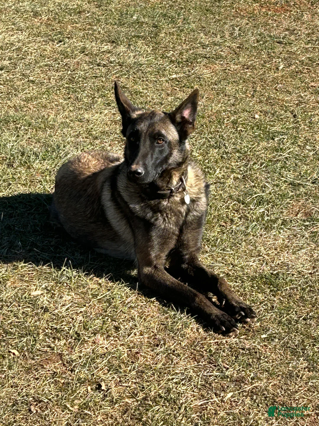 Belgian Malinois dogs for sale: Belgian Malinois Puppy 2 - Ad 2