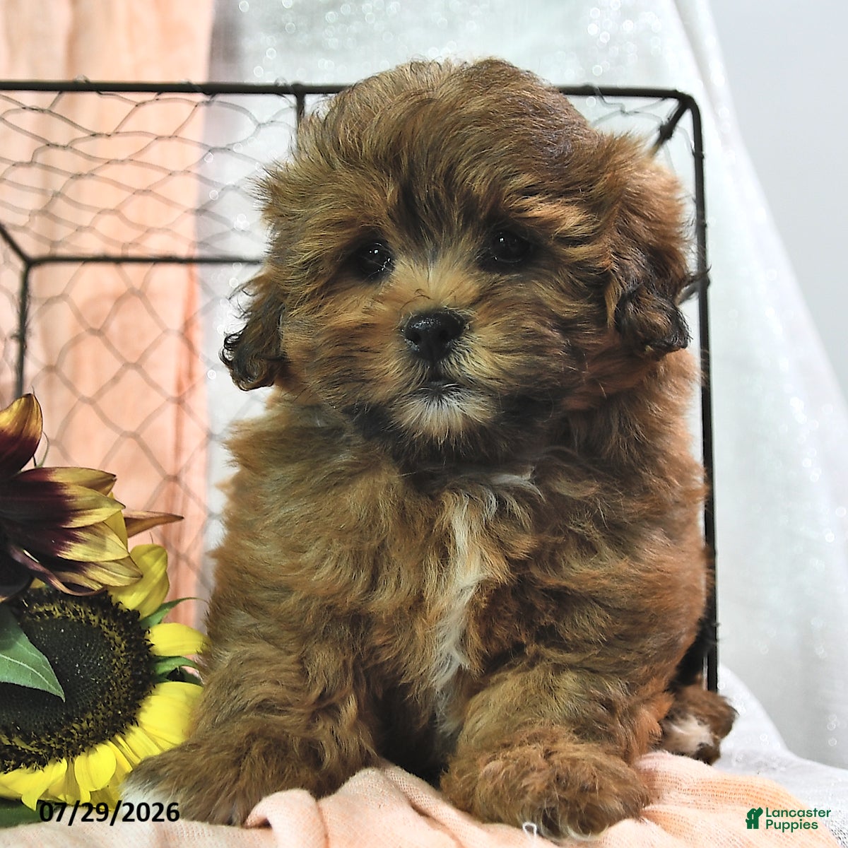 Shihpoo dogs Shila - Ad 1