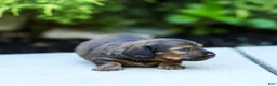 Miniature Dachshund dogs for sale: Marie Miniature Dachshund  - Ad 6