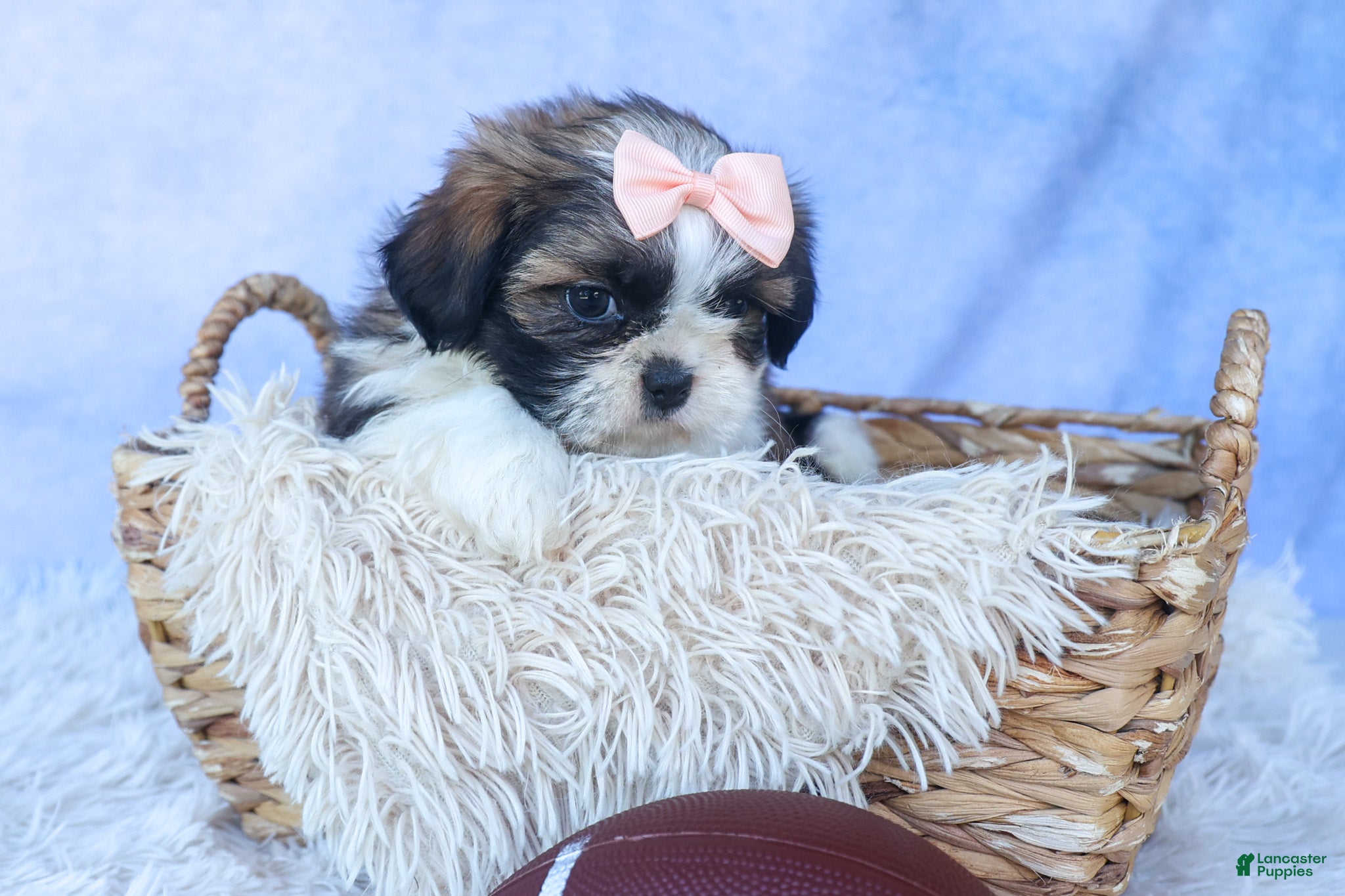 Shih Tzu dogs SALLY - Ad 2