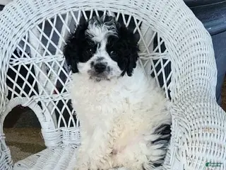 Cavapoo dogs Glitter - Ad 8