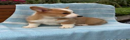 Welsh Corgi Pembroke dogs for sale: Jojo - Ad 15