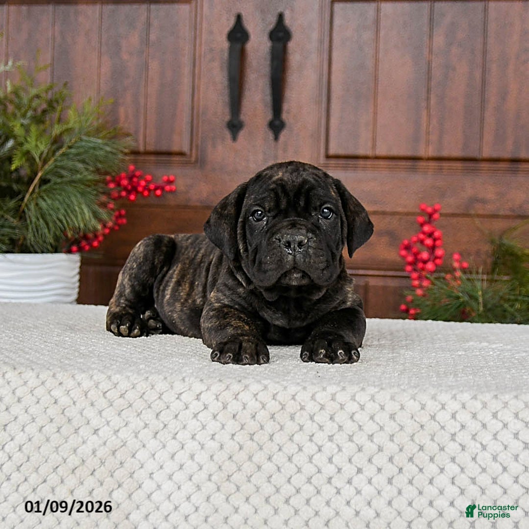 Cane Corso dogs for sale: Tripp - Ad 4