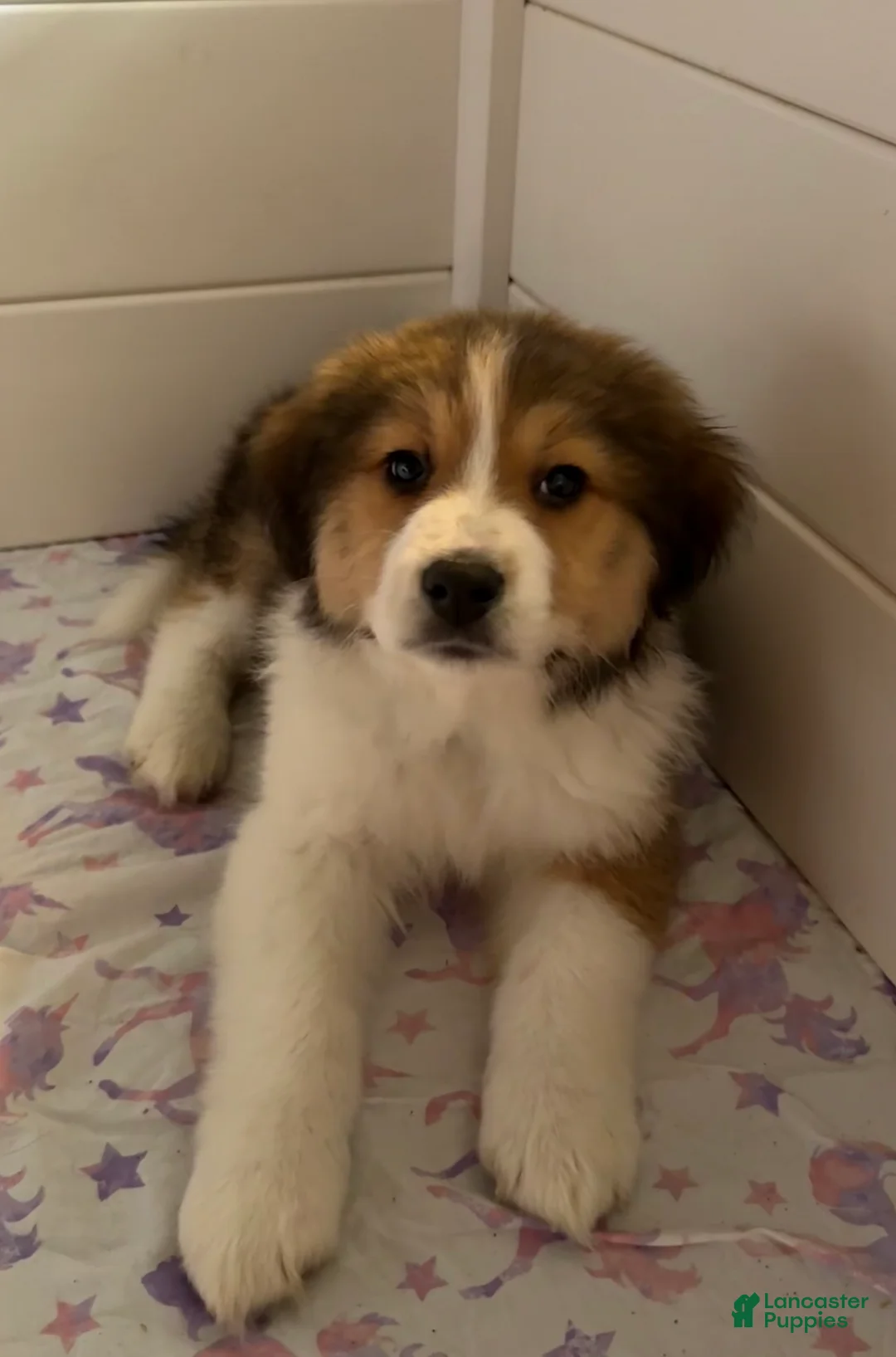 Mixed Breed dogs for sale: Parker - Ad 2