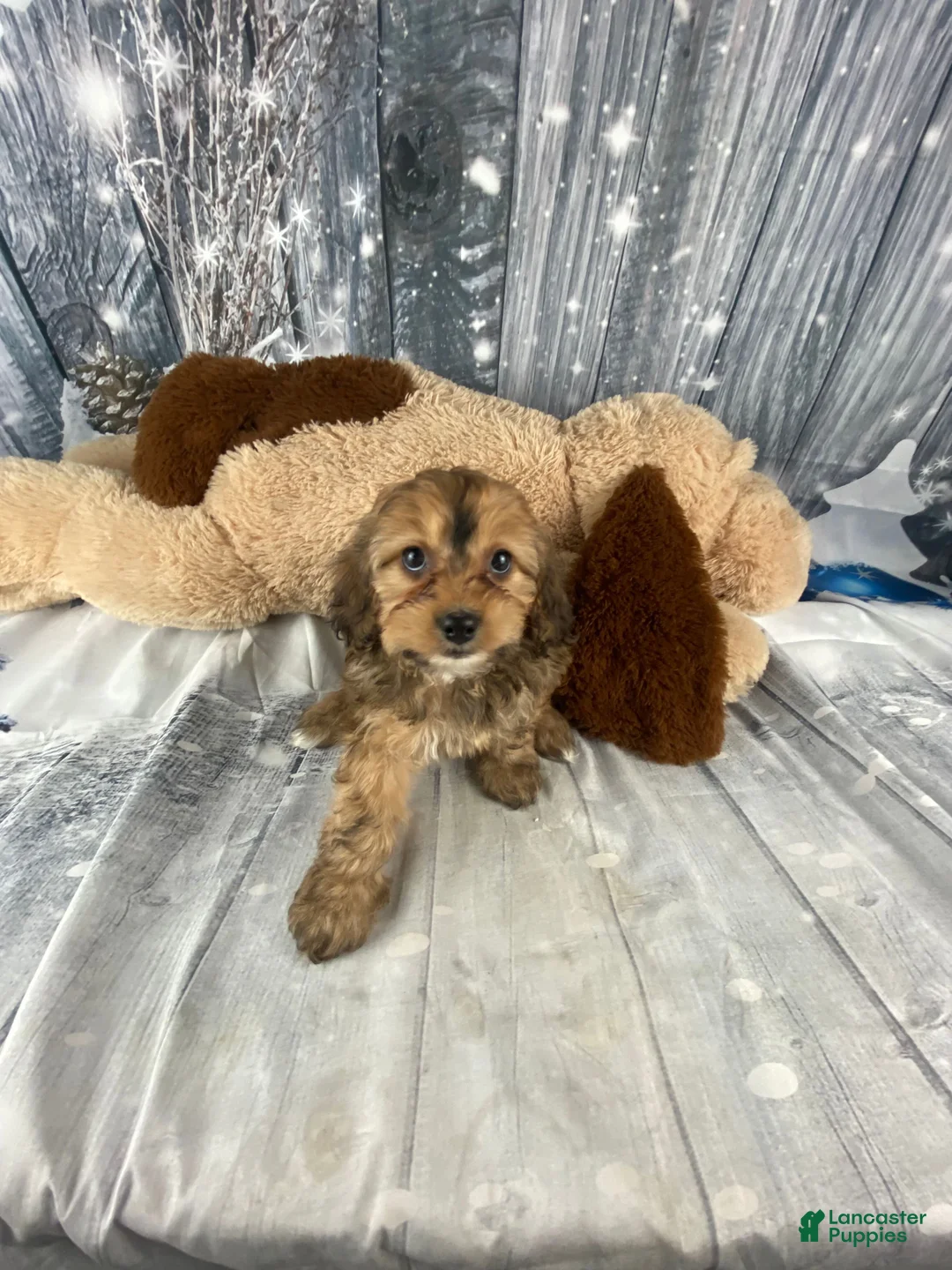 Cavapoo dogs for sale: Tilly - Ad 7